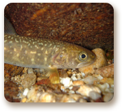 bulltrout