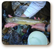 residentbulltrout