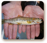 smallfish