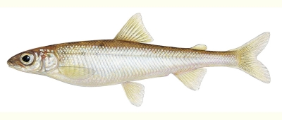 Pygmy Whitefish » Pend Oreille Salmonid Recovery Team