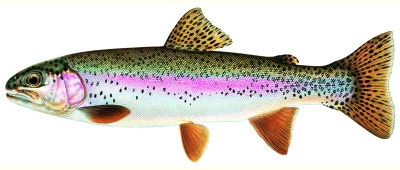 rainbow trout2