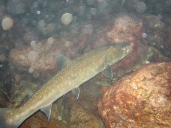 Native Adult Pend Oreille Bull Trout