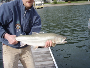 Native Pend Oreille Adult Bull Trout 2