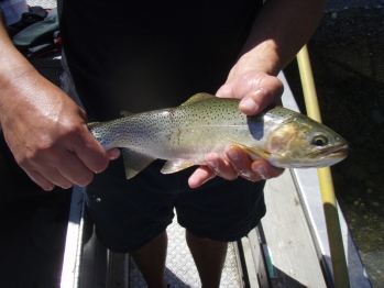 Native Pend Oreille Westslope Cutthroat Trout