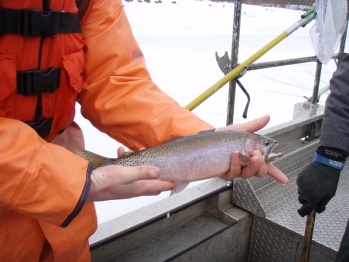 Native Priest River Westslope Cutthroat Trout