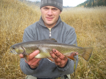 Large Non Native Brook Trout